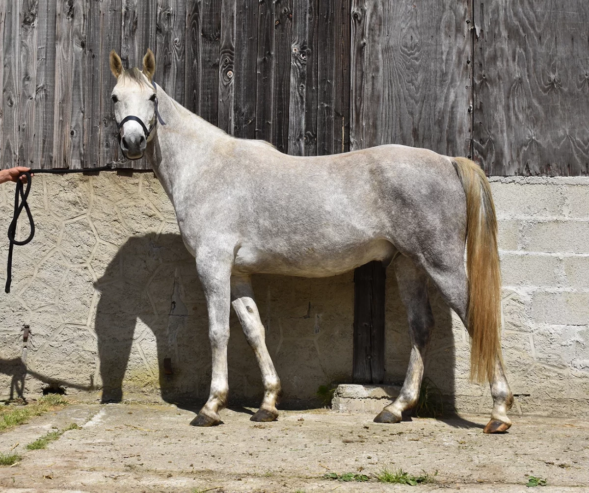 Ldjaï - Miniature 2