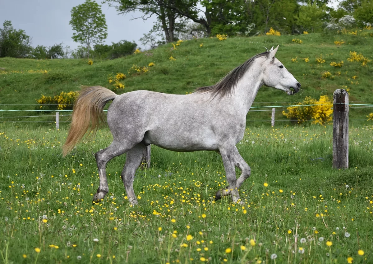 Ldjaï - Miniature 5