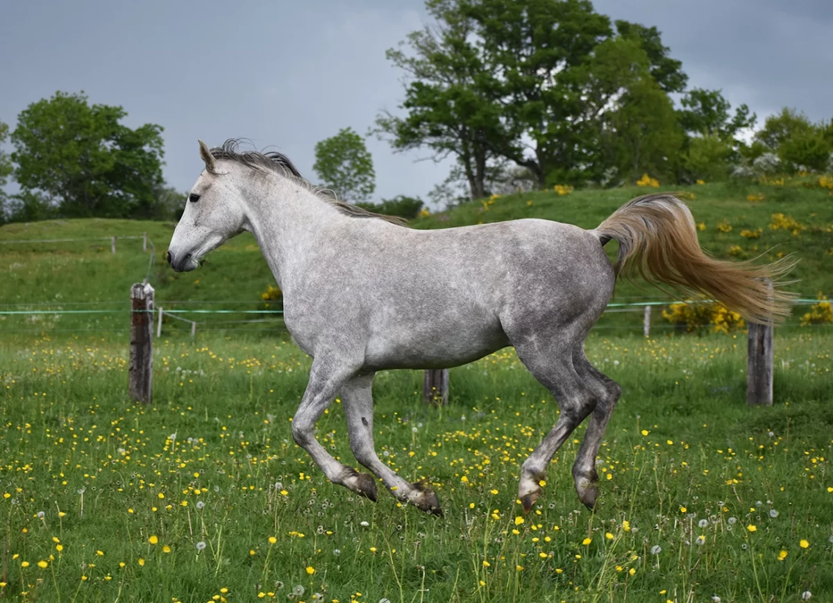 Ldjaï - Miniature 3