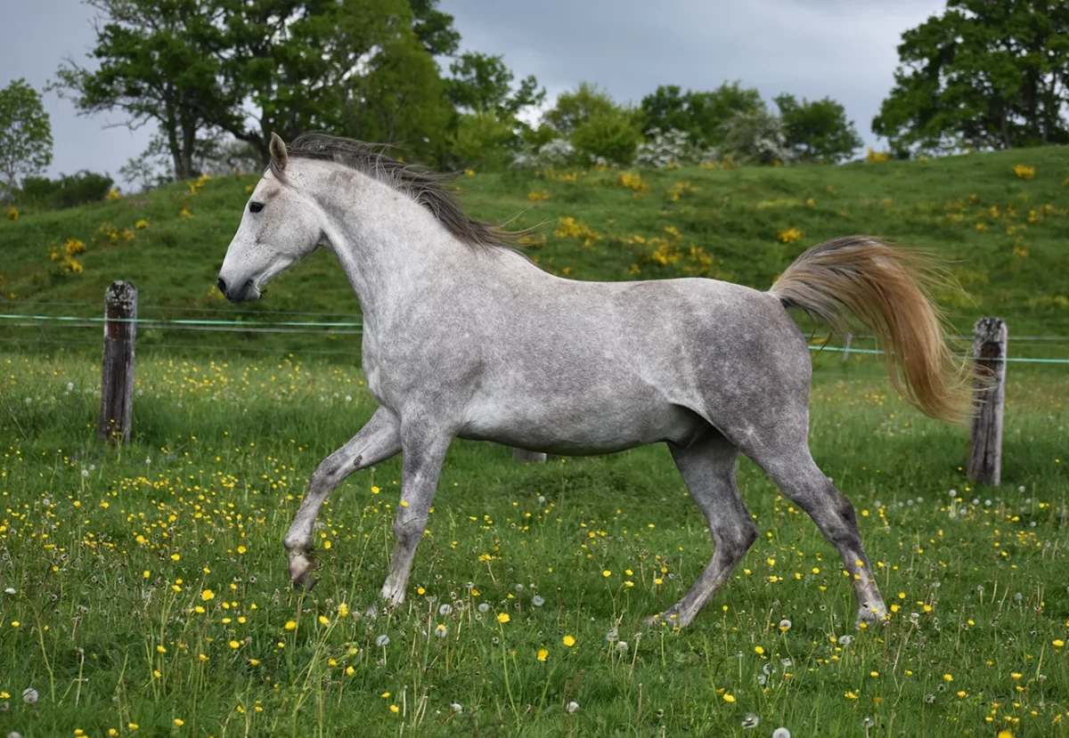 Ldjaï - Miniature 4