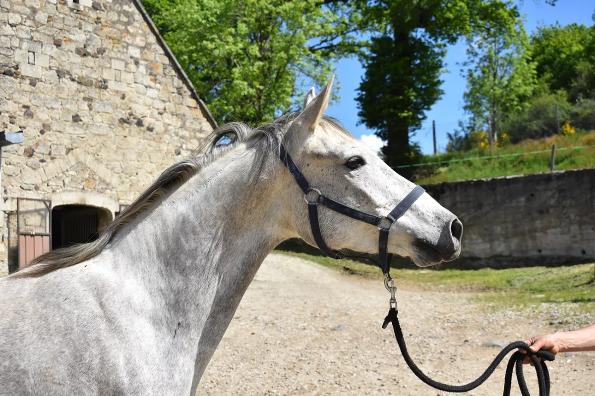 Ldjaï - Miniature 6