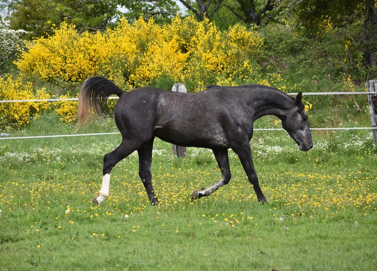 Laltaïr - Miniature 5