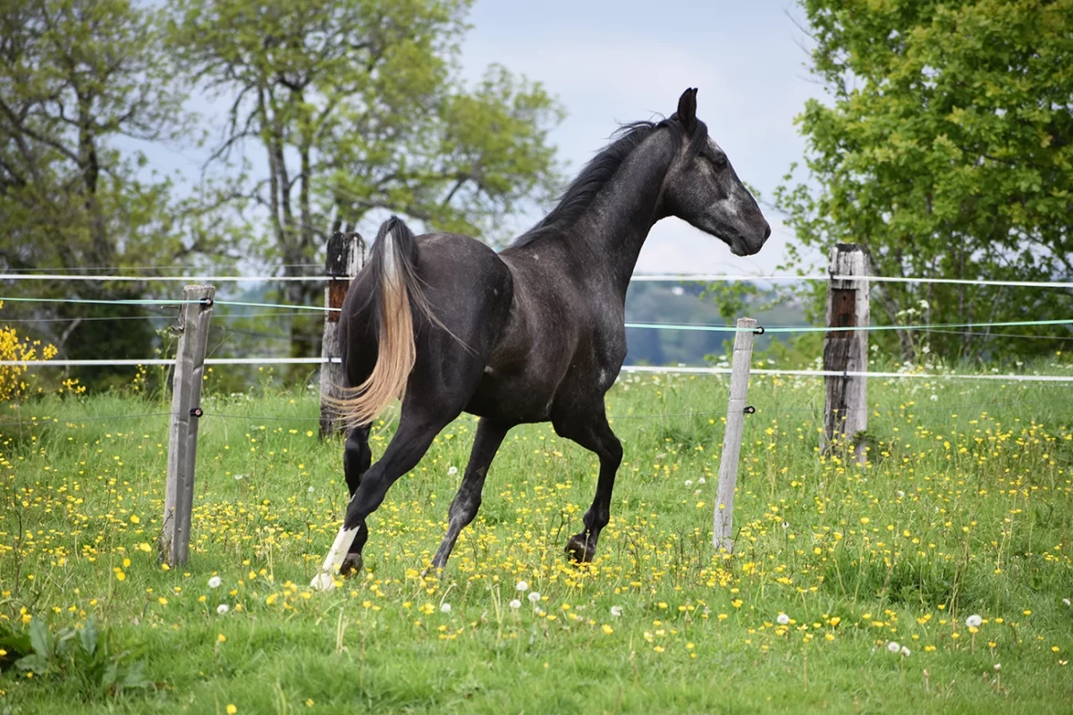 Laltaïr - Miniature 6