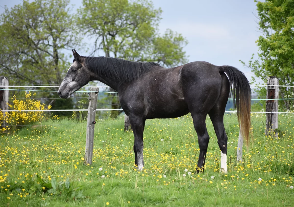 Laltaïr - Miniature 3