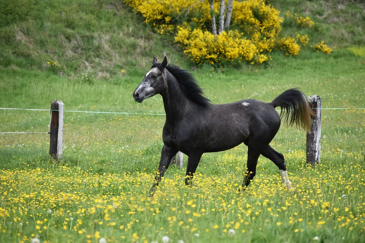 Laltaïr - Miniature 2