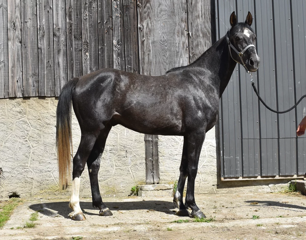 Laltaïr - Miniature 7