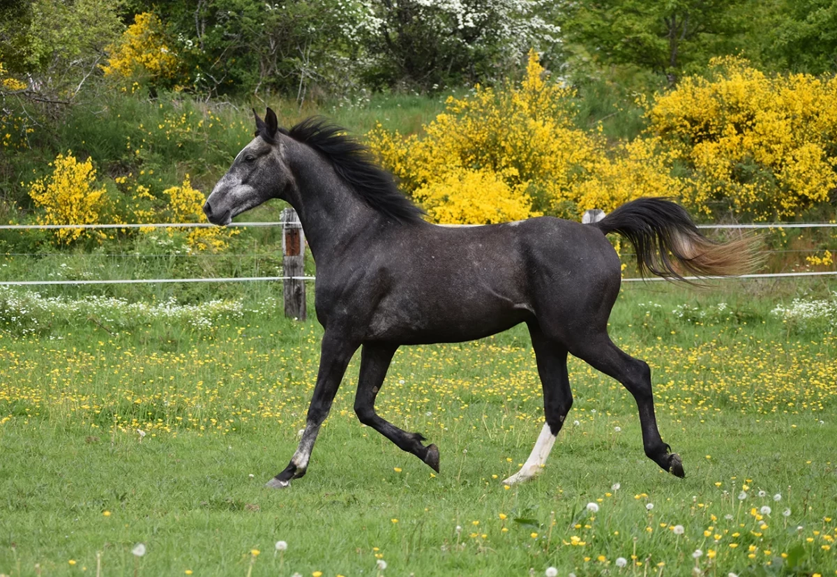 Laltaïr - Miniature 4