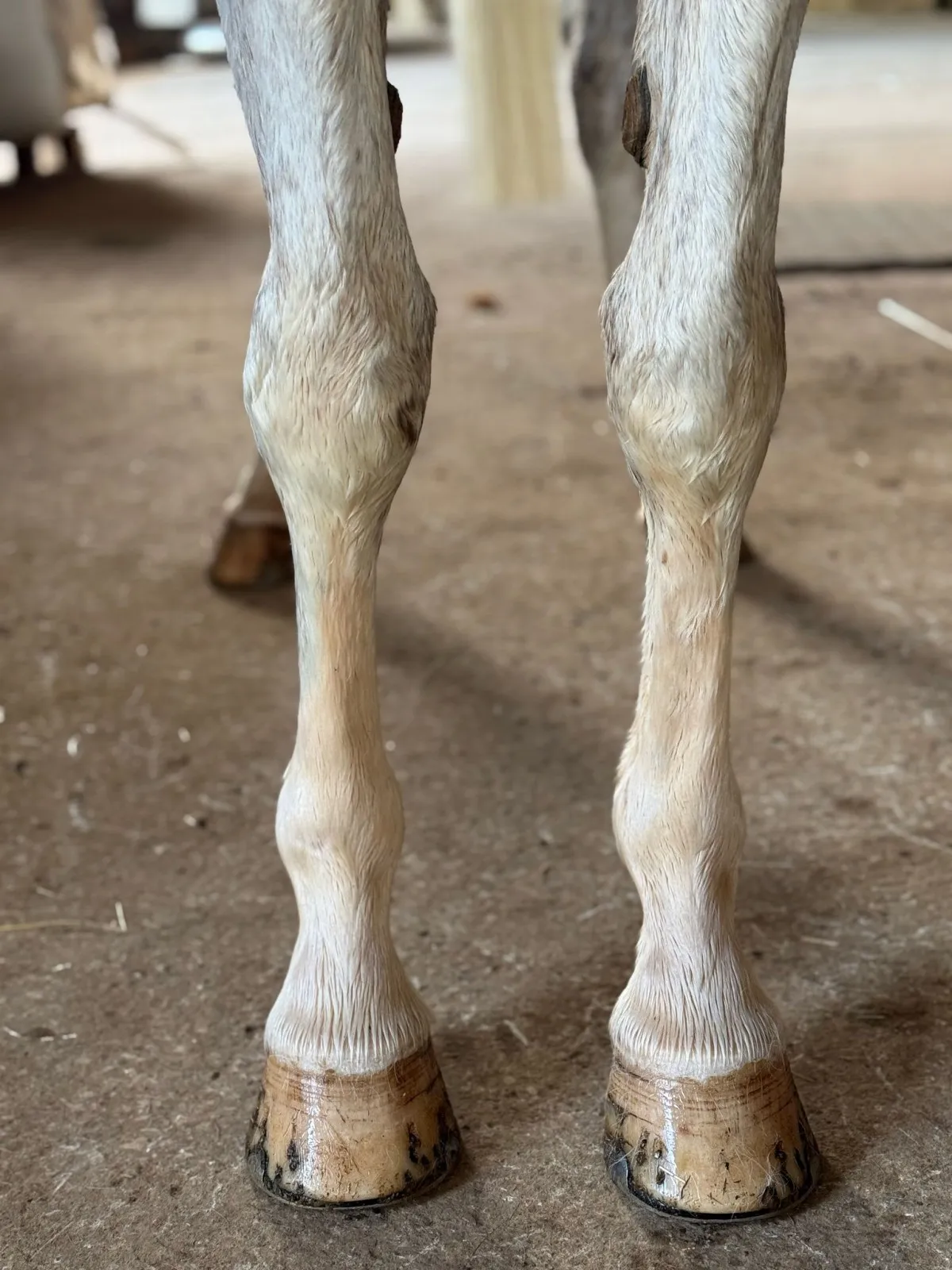 Gladiator - Miniature 2