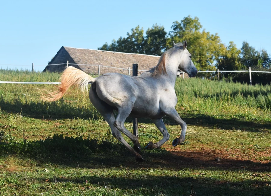 Gladiator - Miniature 5