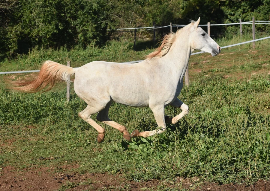 Gladiator - Miniature 6