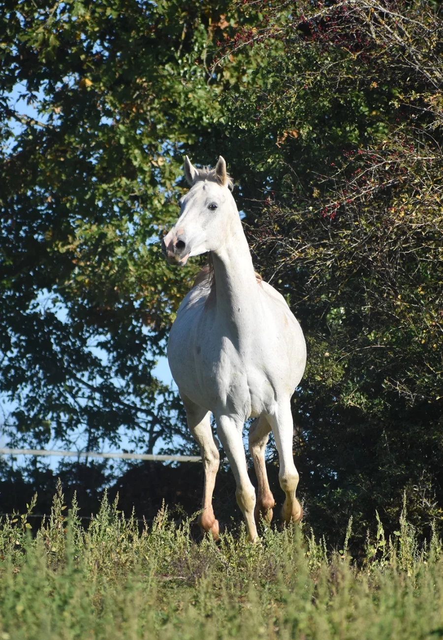 Gladiator - Miniature 4