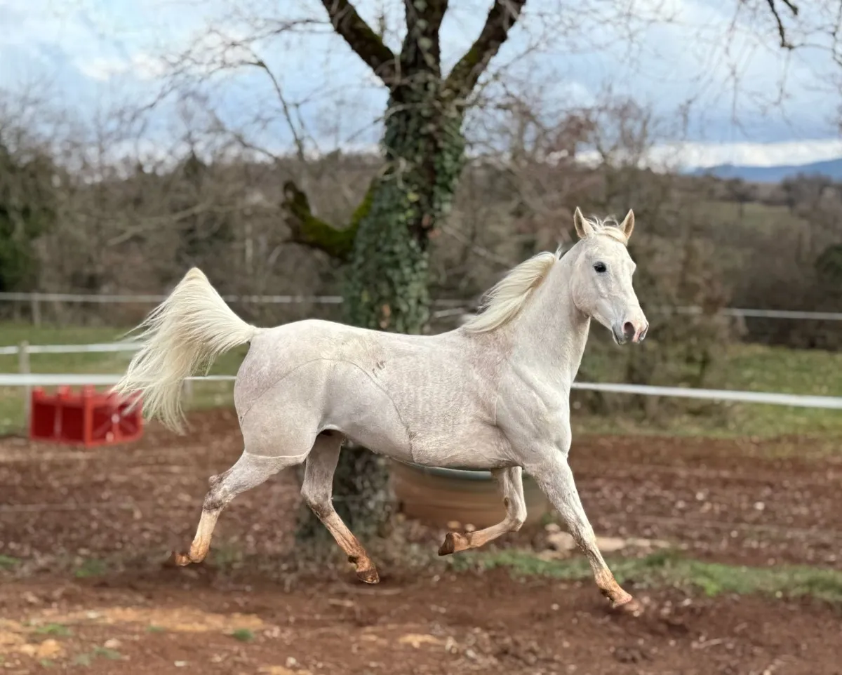 Gladiator - Miniature 3