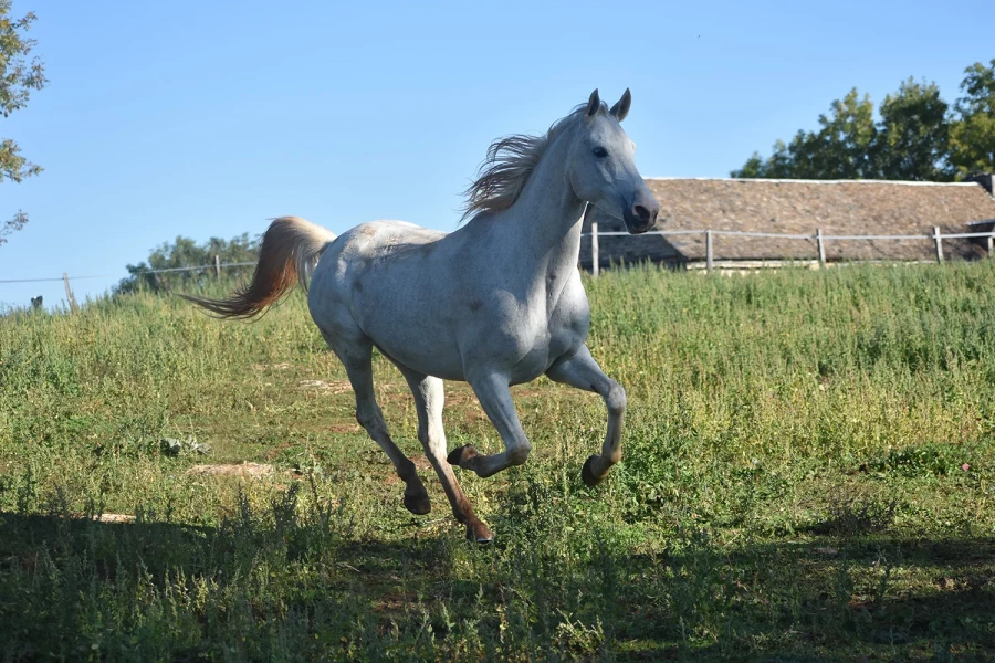 Gladiator - Miniature 7