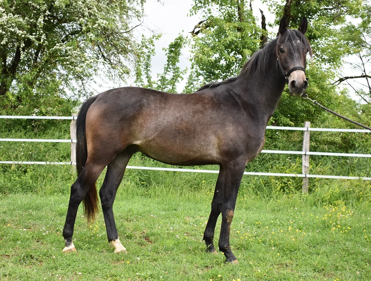 Narrow - Miniature 3