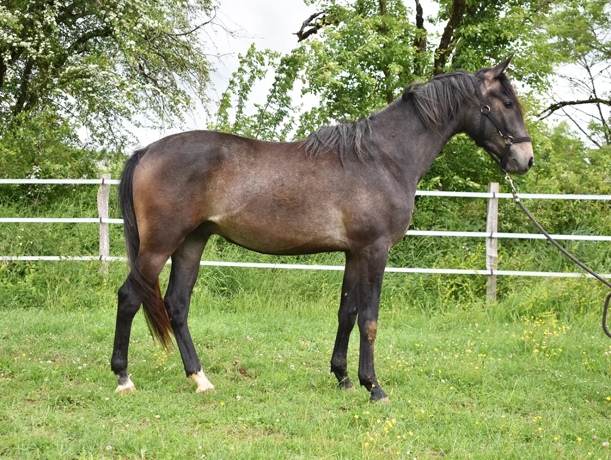 Narrow - Miniature 2