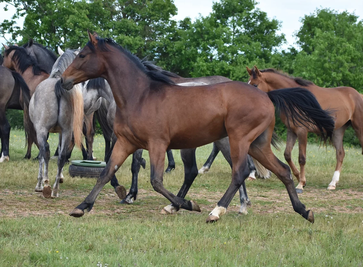 Novisad - Miniature 4