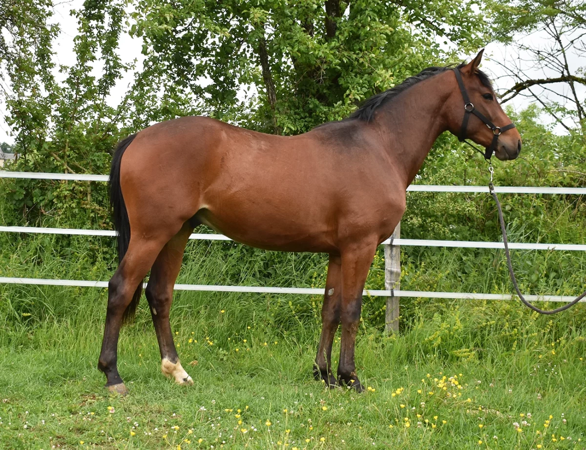 Novisad - Miniature 3