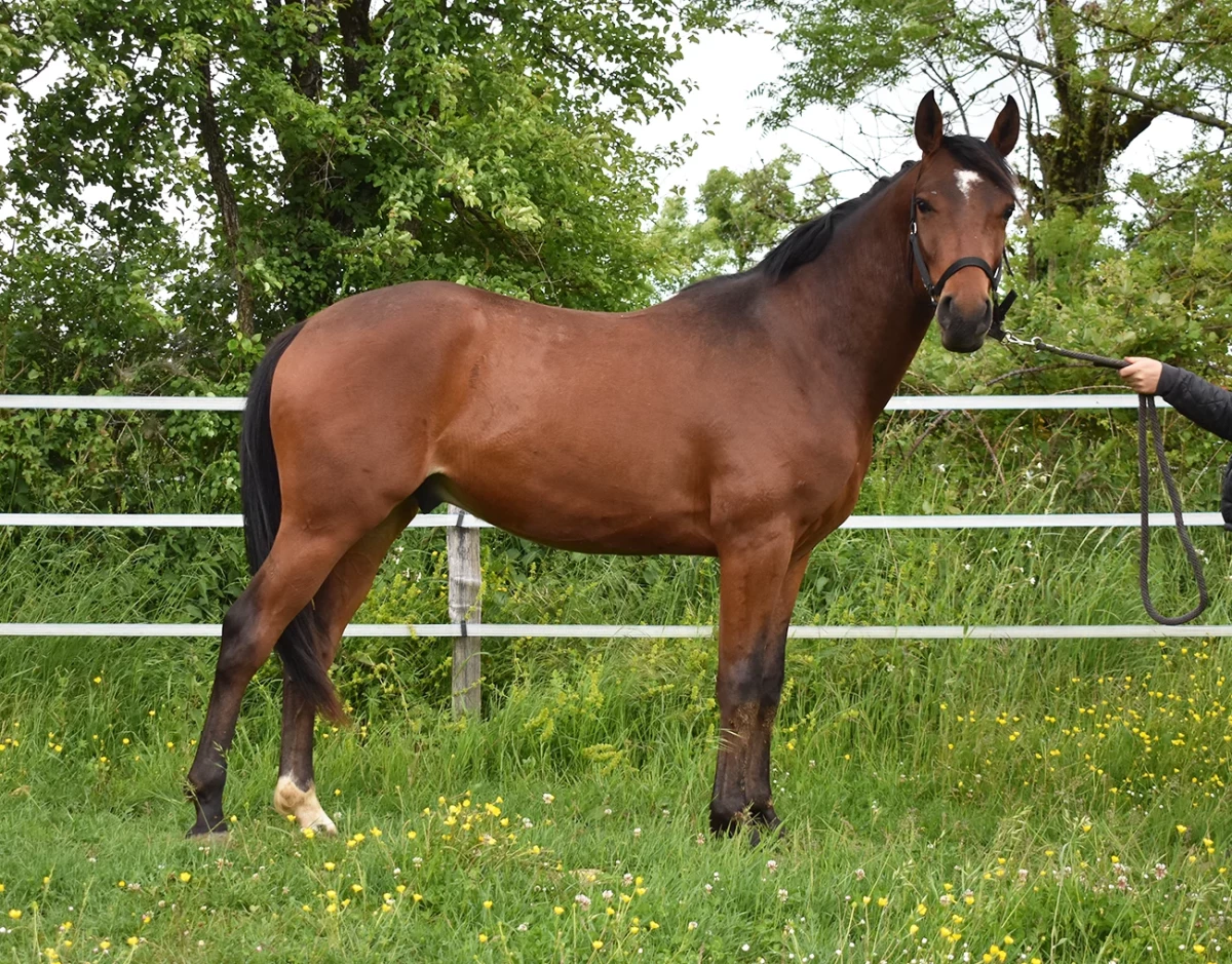 Novisad - Miniature 2