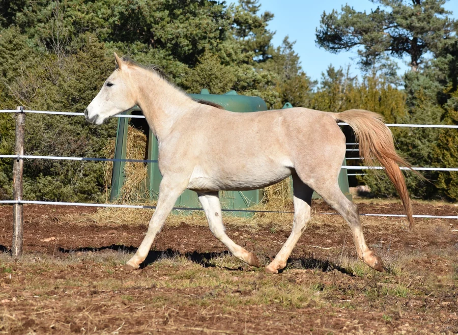 Hecate - Miniature 5