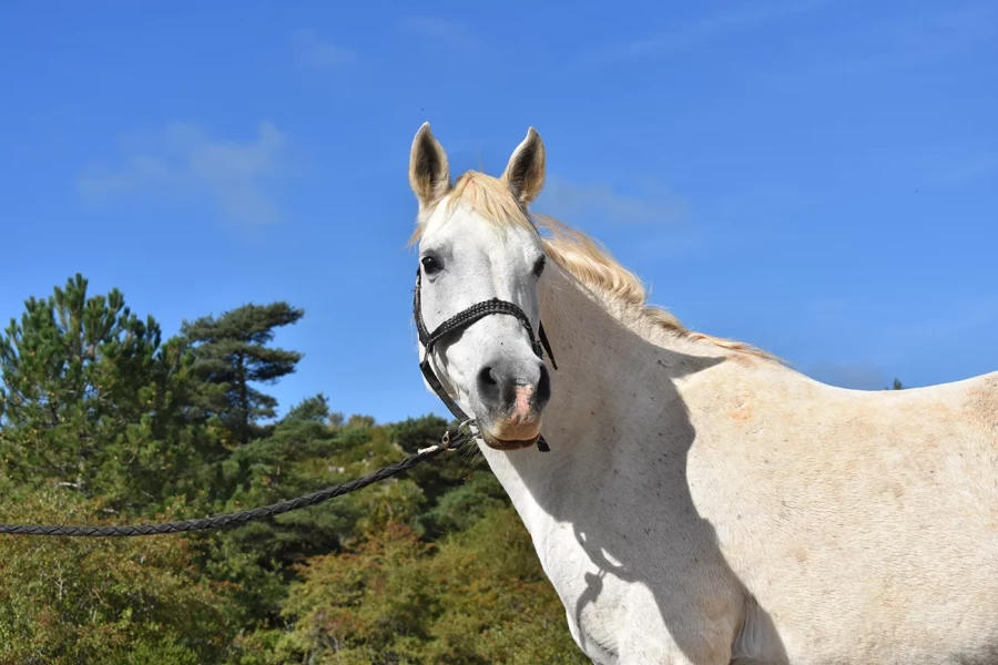 Fannia - Miniature 5