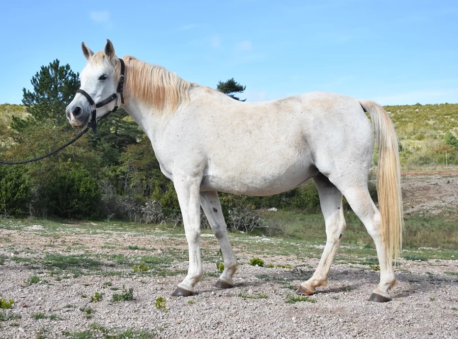 Fannia - Miniature 6