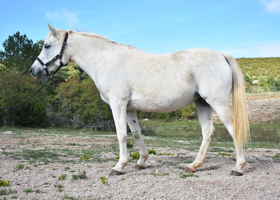 Fannia - Miniature 4