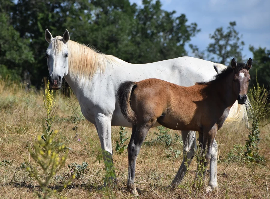 Fannia - Miniature 2