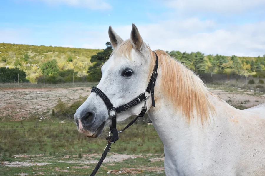 Fannia - Miniature 3