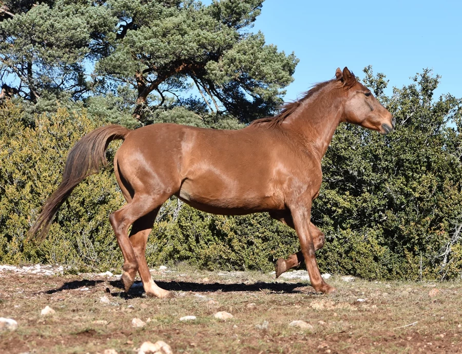 Faysalanne - Miniature 2