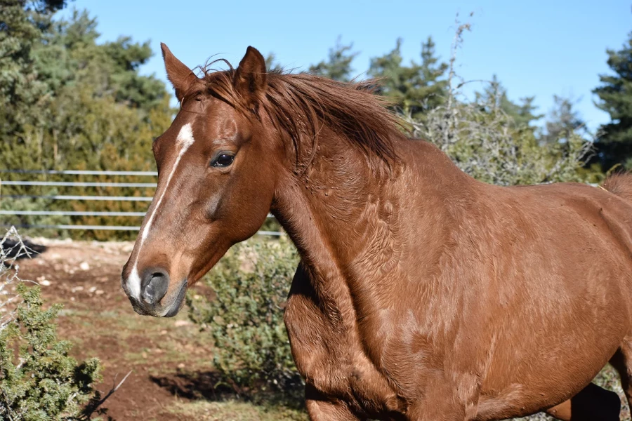 Faysalanne - Miniature 3