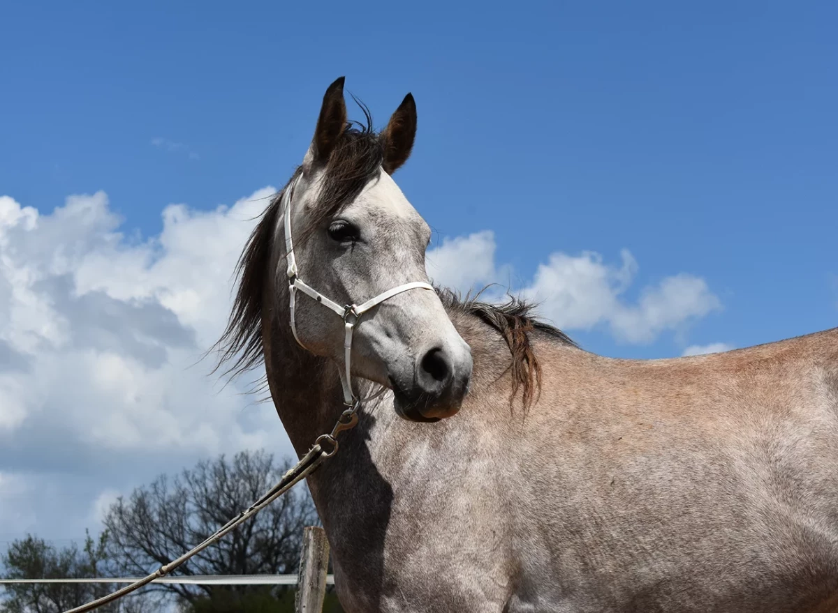 Manzana - Miniature 4