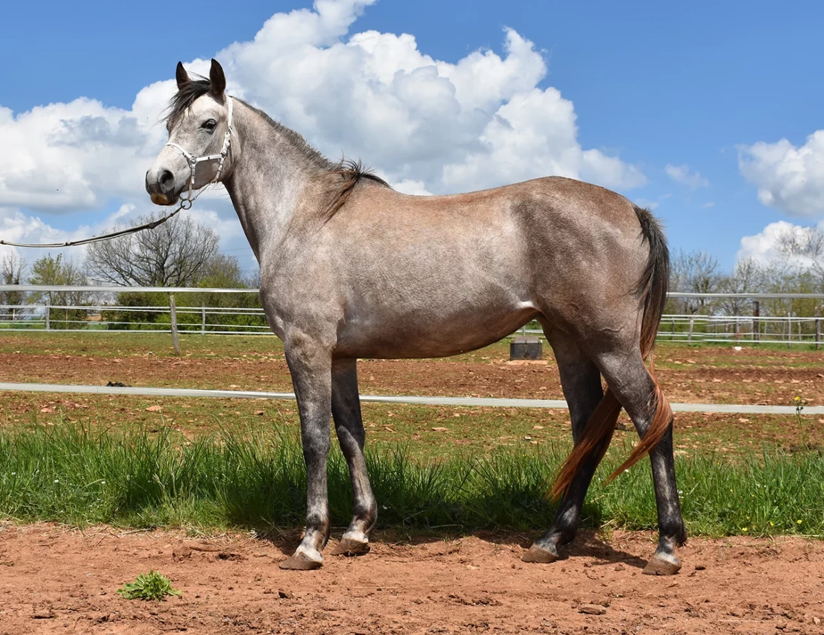 Manzana - Miniature 2