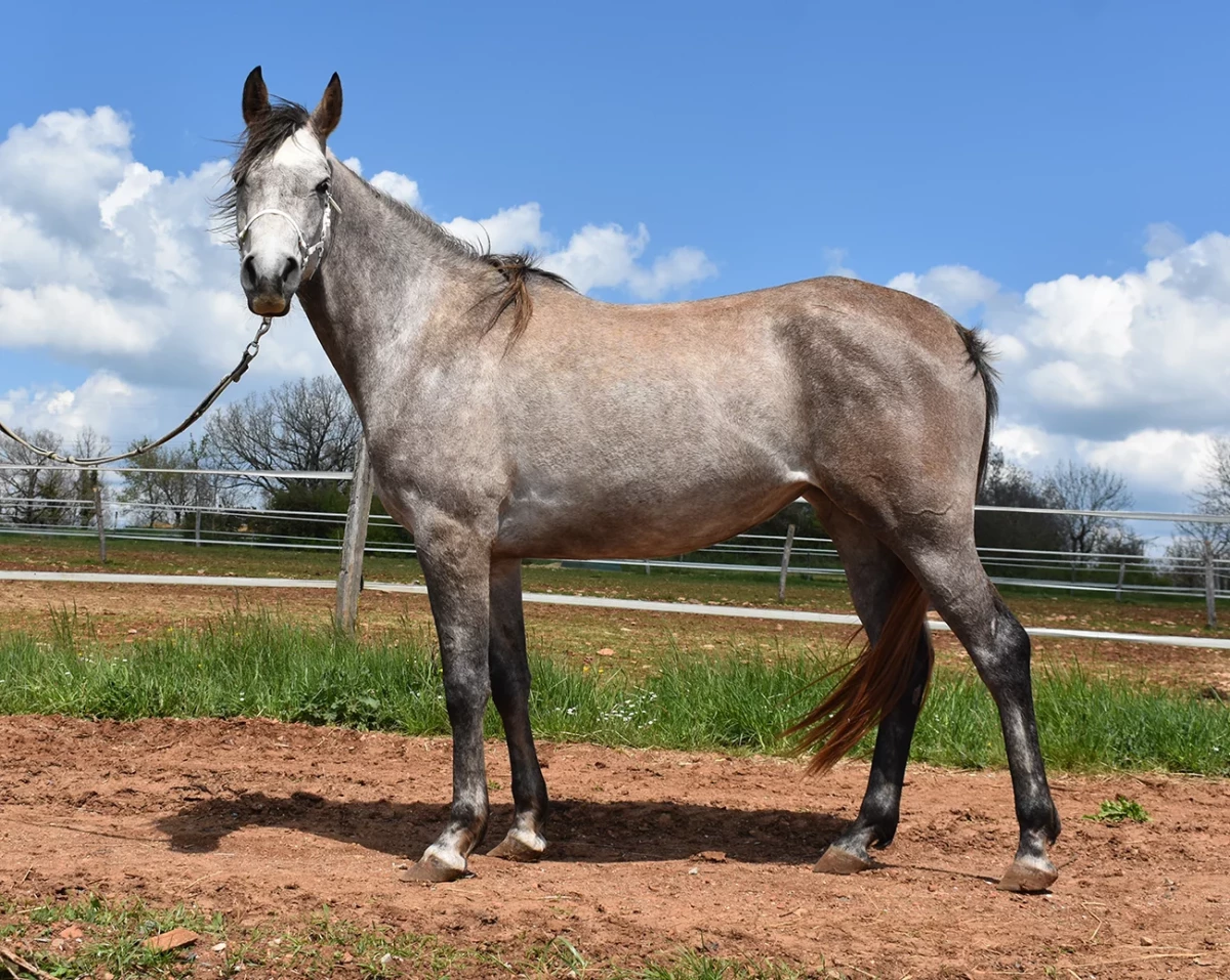 Manzana - Miniature 3