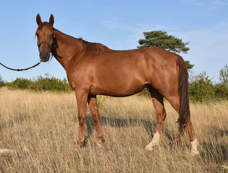 Kif kif - Miniature 2