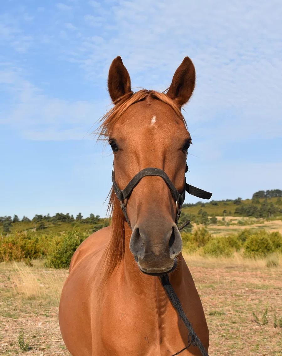 Khawla - Miniature 3