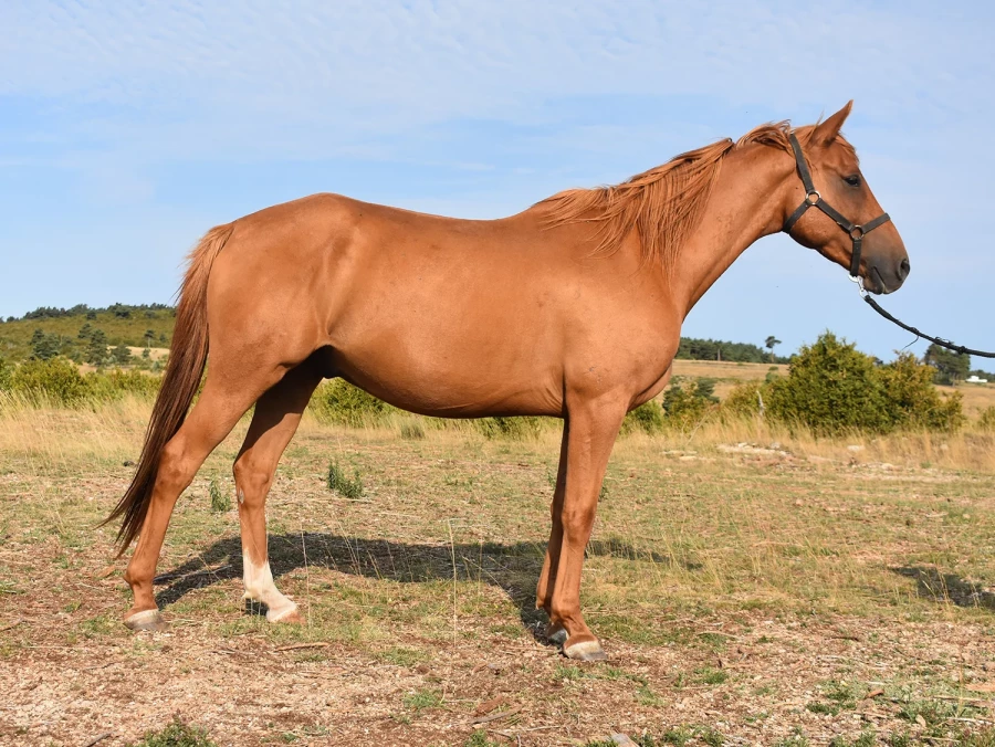 Khawla - Miniature 2