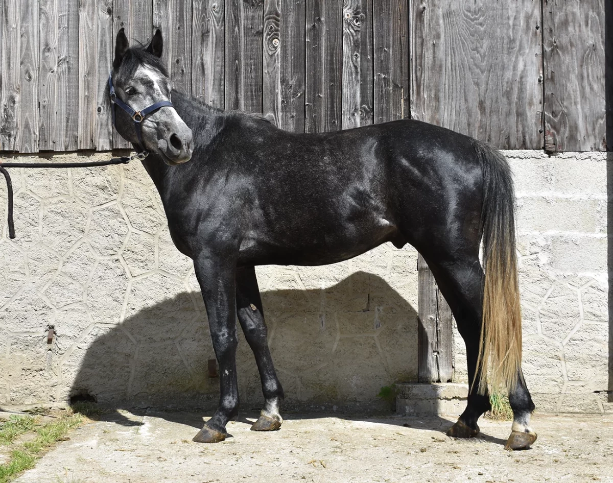 Luther - Miniature 2