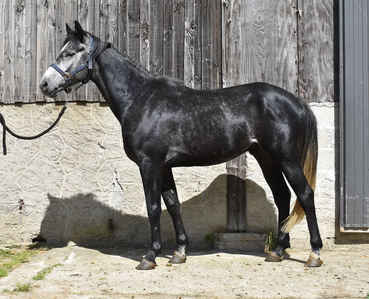 Luther - Miniature 3