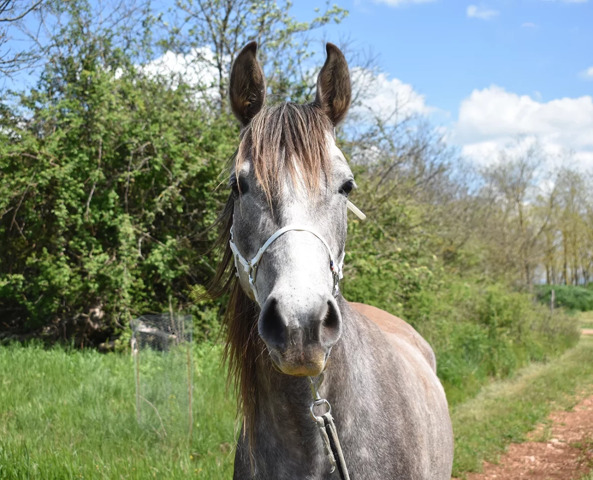 Macumba - Miniature 3