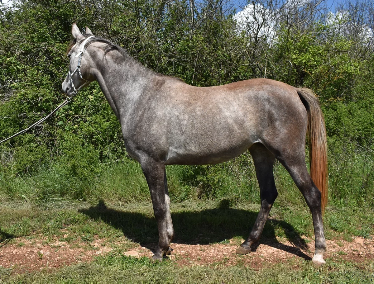 Macumba - Miniature 2