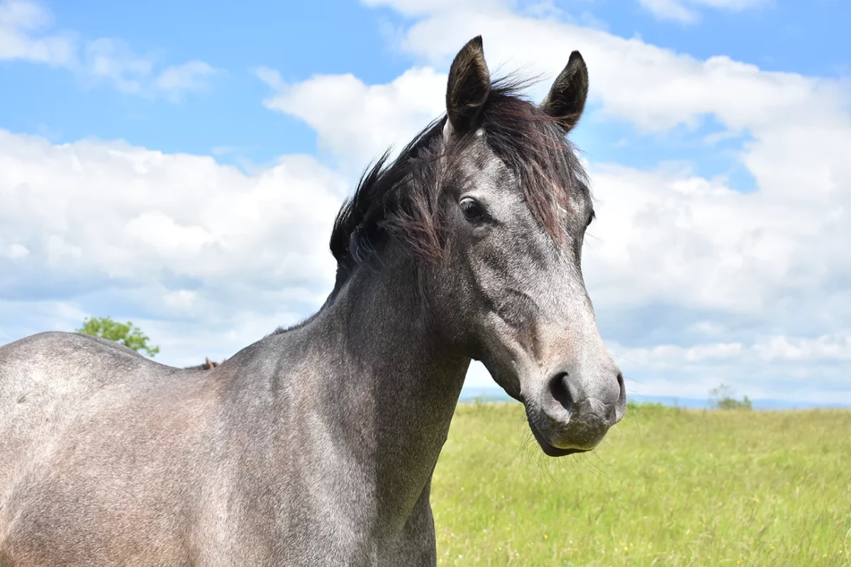 Naypie - Miniature 2