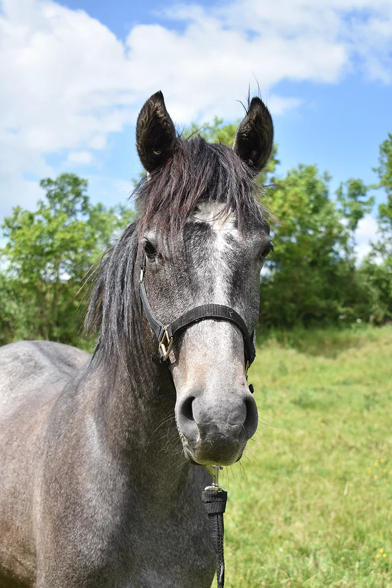 Naypie - Miniature 3