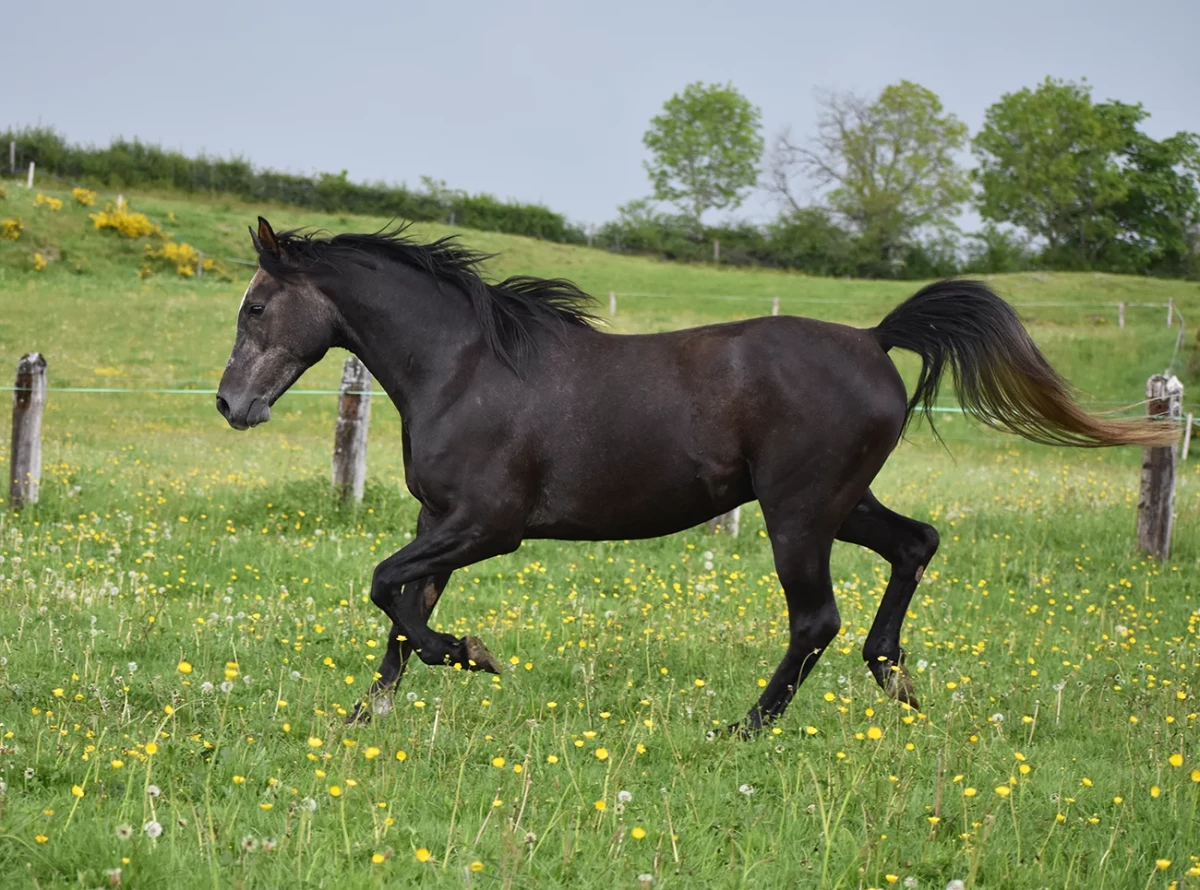 Ldjerf - Miniature 4