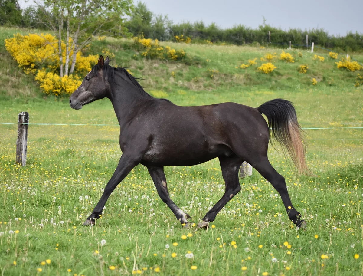 Ldjerf - Miniature 7