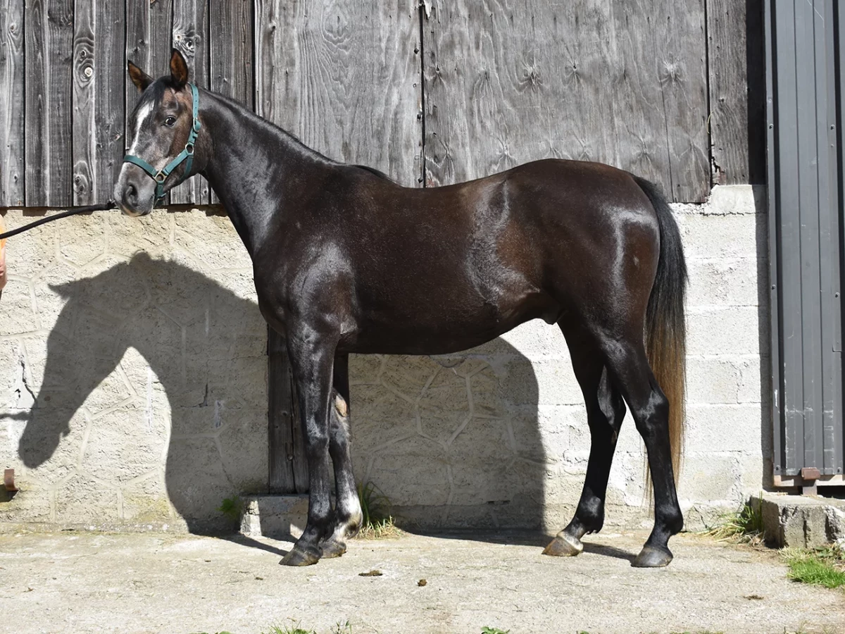 Ldjerf - Miniature 8