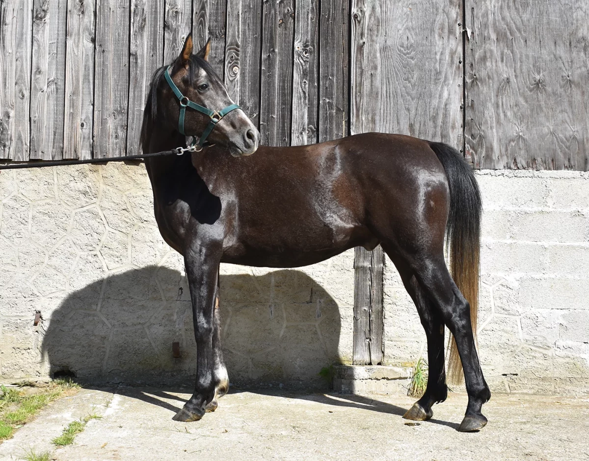 Ldjerf - Miniature 3