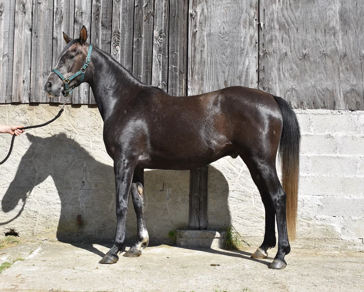 Ldjerf - Miniature 2