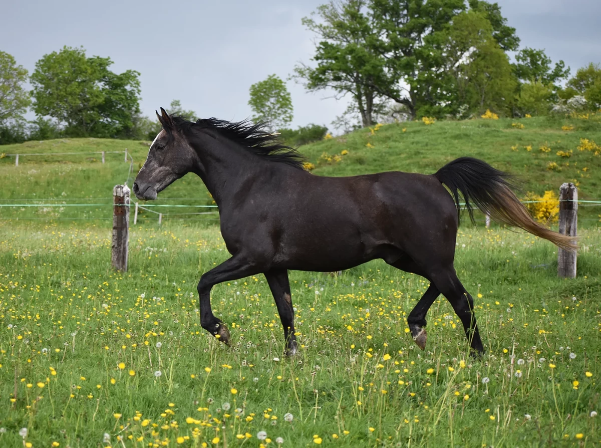 Ldjerf - Miniature 5