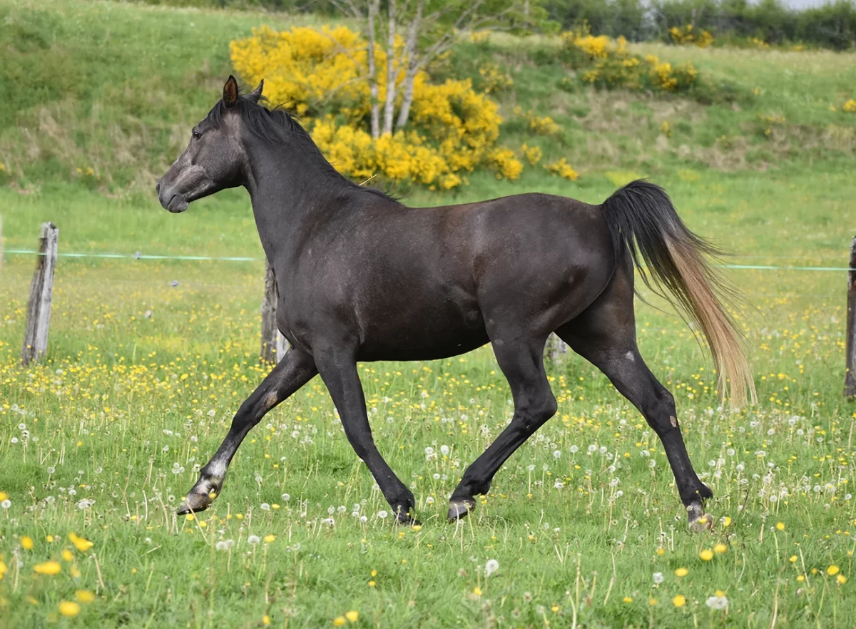 Ldjerf - Miniature 6