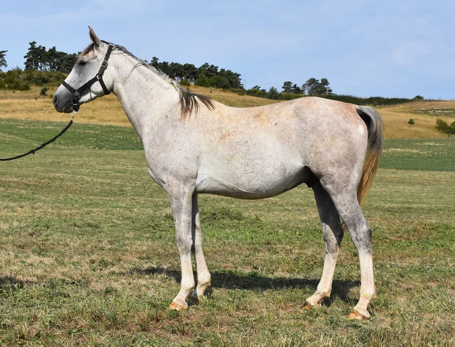 Marvel - Miniature 2